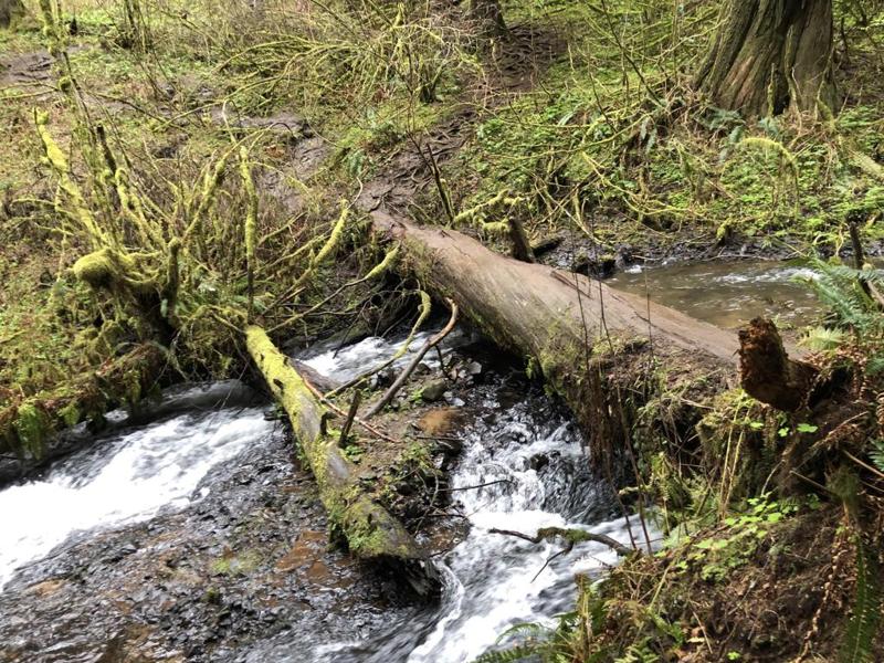 A Moss-Covered Log Bridge