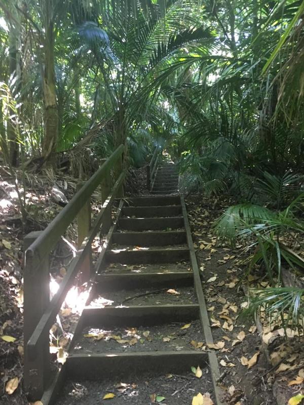 Stairway into Forest