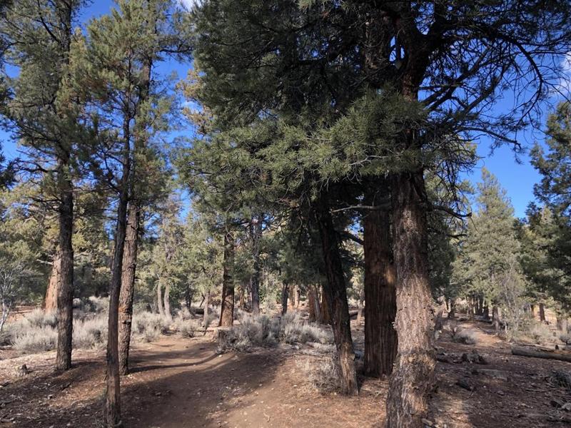 Pine Forest Path