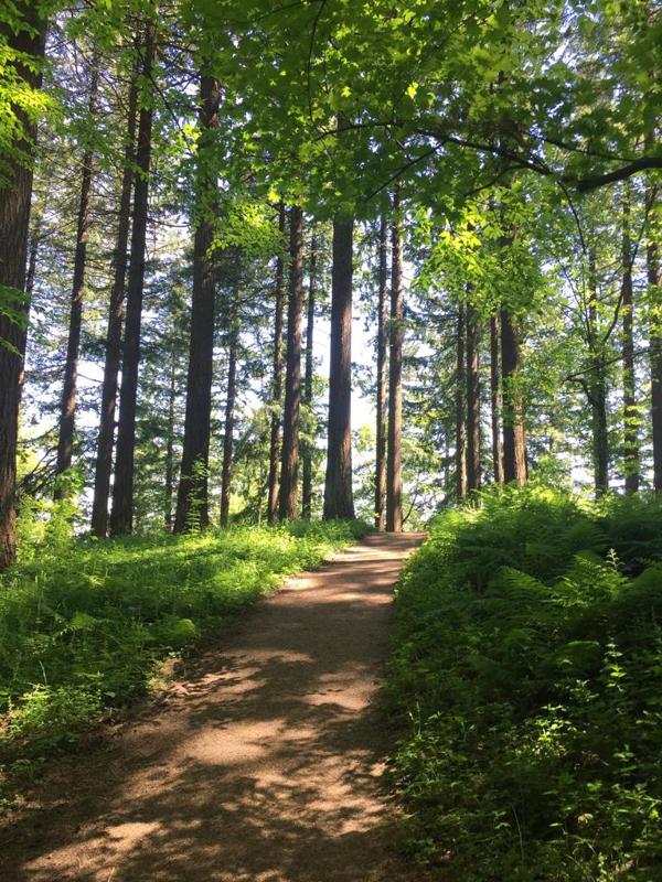 Under the trees in a forest of ferns