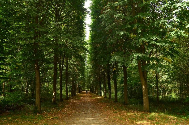 Woodland path