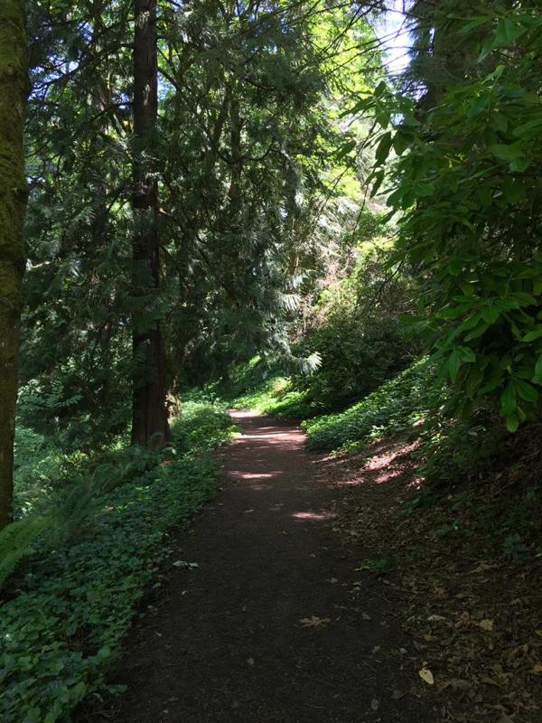 Lush Forest Trail