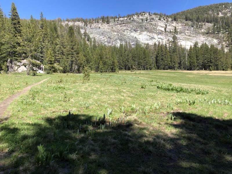 Mountain Meadow and a Narrow Trail