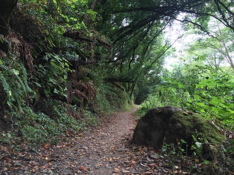 Rain Forest Trail