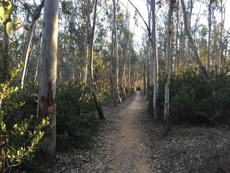 Narrow Scrub Forest Path