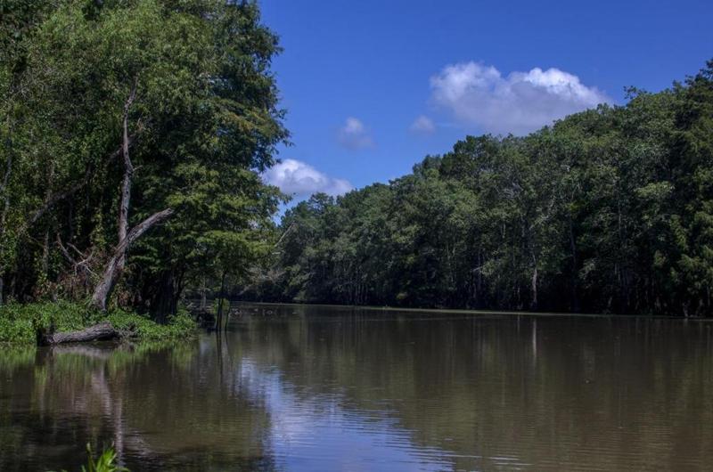 Still Bayou waters