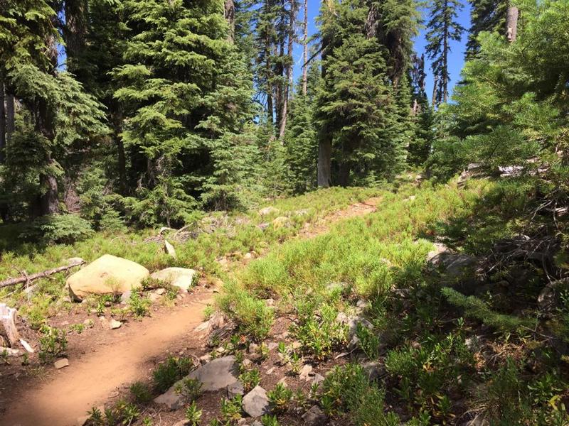 Mountain Forest Trail