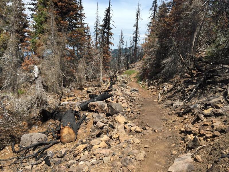 A Burned Trail